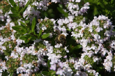 Frühjahrsblütenhonig Sommerblütenhonig